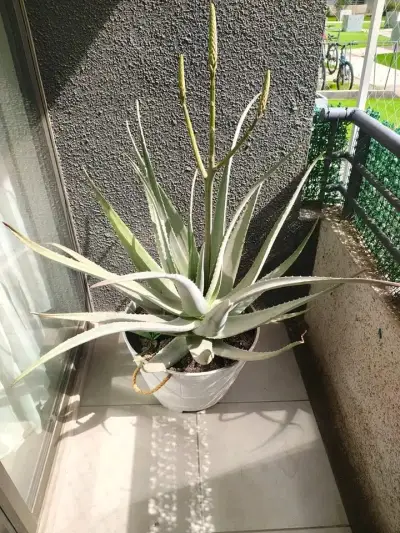 Planta de Aloe Vera Gigante en Floración - miniatura 2