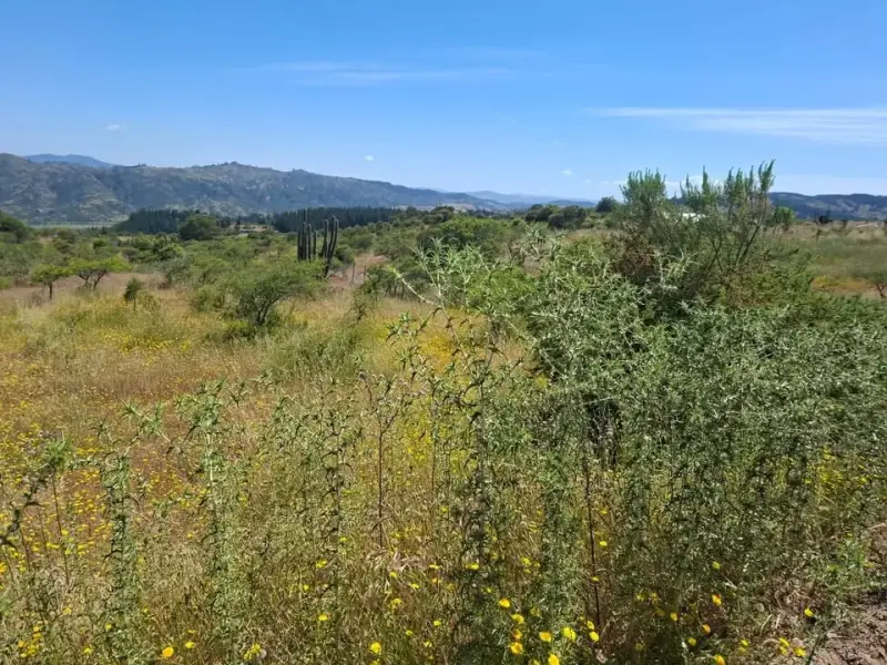 Parcela Hualañe - 3