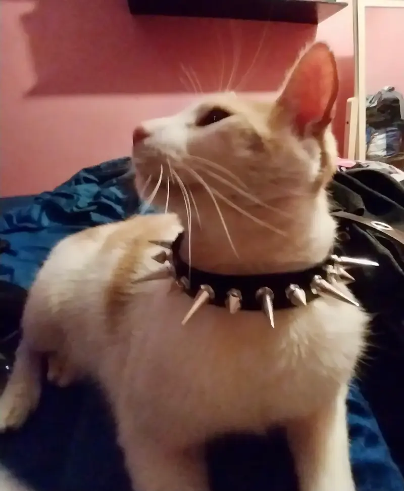 Collar de cuero sintético con púas metálicas - 2