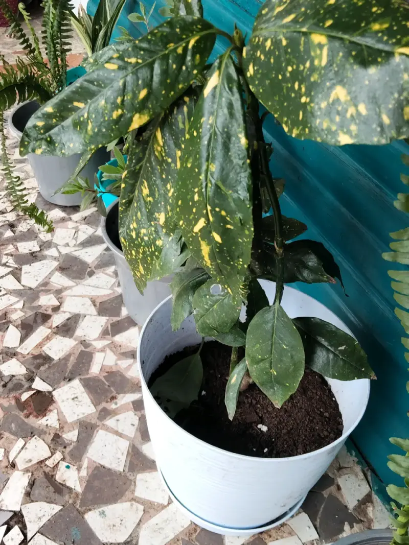 Planta de interior Croton en maceta blanca