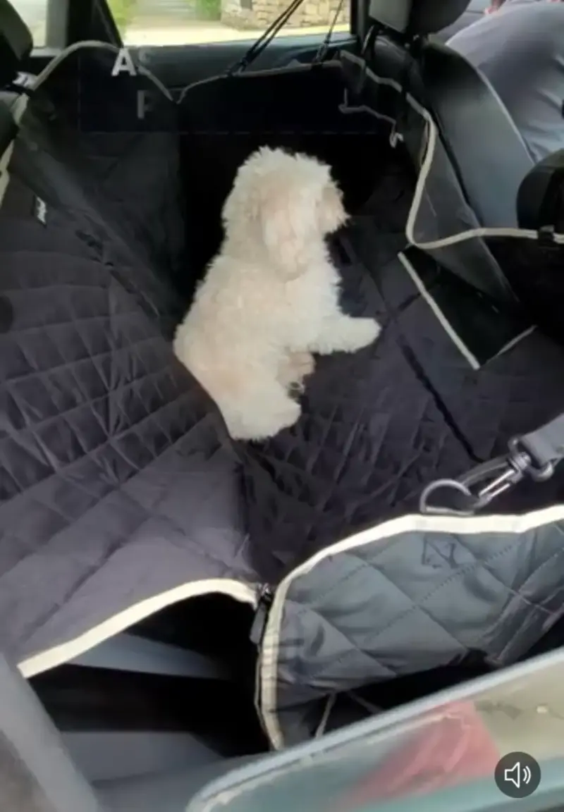 Cubierta impermeable para asiento de auto de mascotas - 5