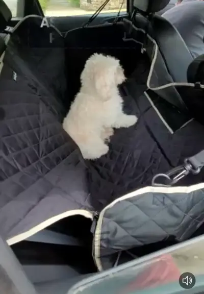 Cubierta impermeable para asiento de auto de mascotas - miniatura 5