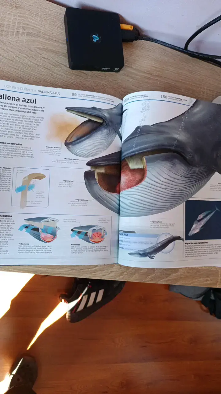 Libro Océanos DK con Ilustraciones - 3