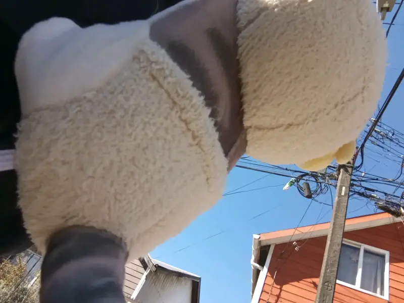 Peluche de gato con orejas de cordero - 4