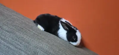 bebes - miniatura 1