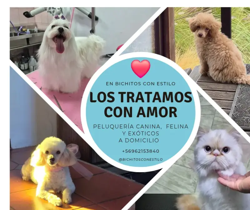Servicio de peluquería canina y felina a domicilio - 2