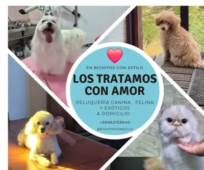 Servicio de peluquería canina y felina a domicilio - miniatura 2