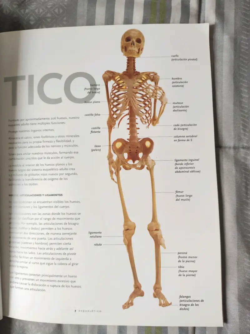 Libro 'Bodies: The Exhibition' - 2