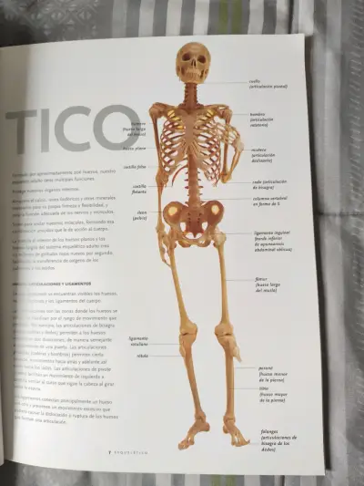 Libro 'Bodies: The Exhibition' - miniatura 2
