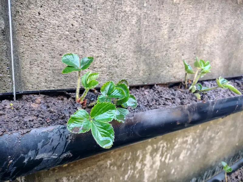 Macetero de madera para plantas