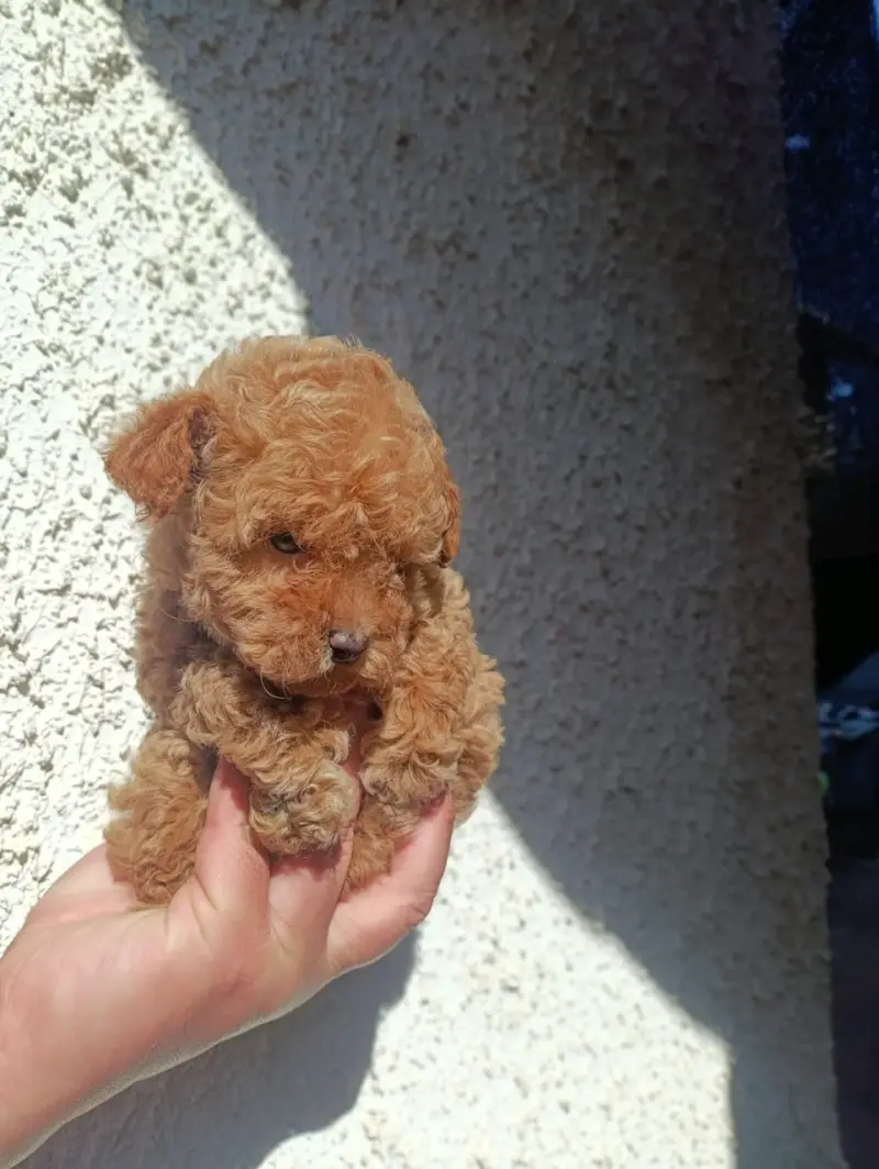 Cachorro Poodle Toy color canela en venta - 1