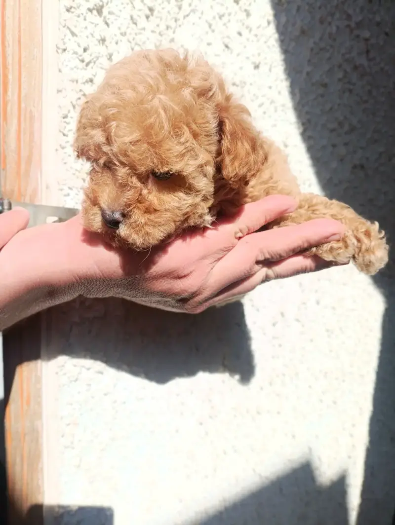 Cachorro Poodle Toy color canela en venta - 2