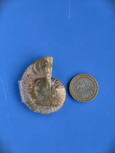 Fósil de Ammonite Natural - miniatura 1