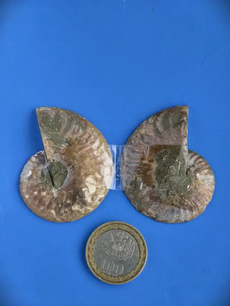 Fósil de Ammonite Natural - 2