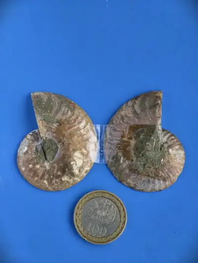 Fósil de Ammonite Natural - miniatura 2