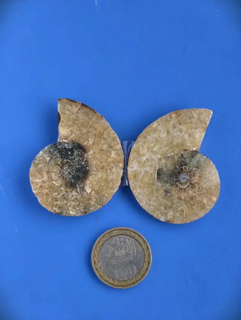 Fósil de Ammonite Natural - 3
