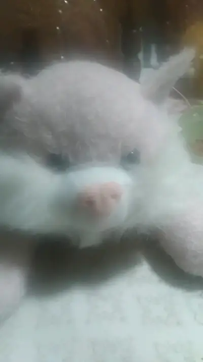 Peluche de oso suave y tierno - miniatura 1