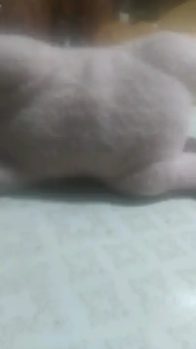 Peluche de oso suave y tierno - miniatura 6
