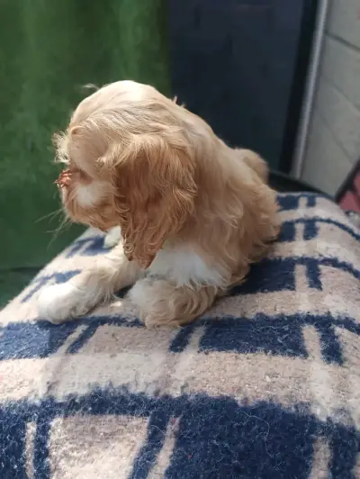 Hermoso machito cocker - miniatura 2