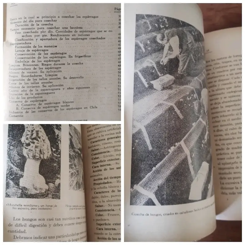 Libro sobre cultivo de alcachofas y espárragos - 4