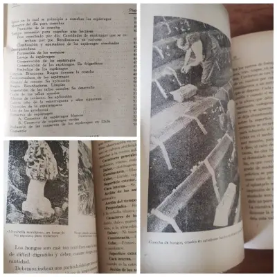 Libro sobre cultivo de alcachofas y espárragos - miniatura 4