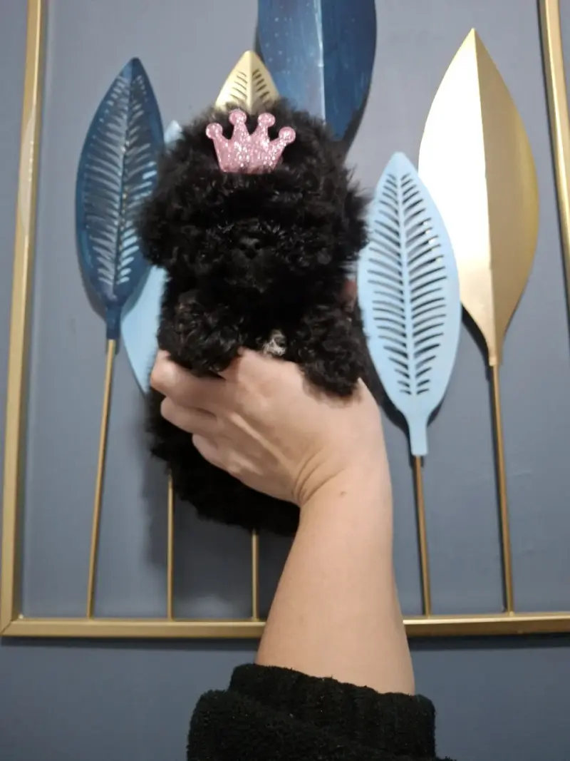 Cachorrita poodle micro toys - 1