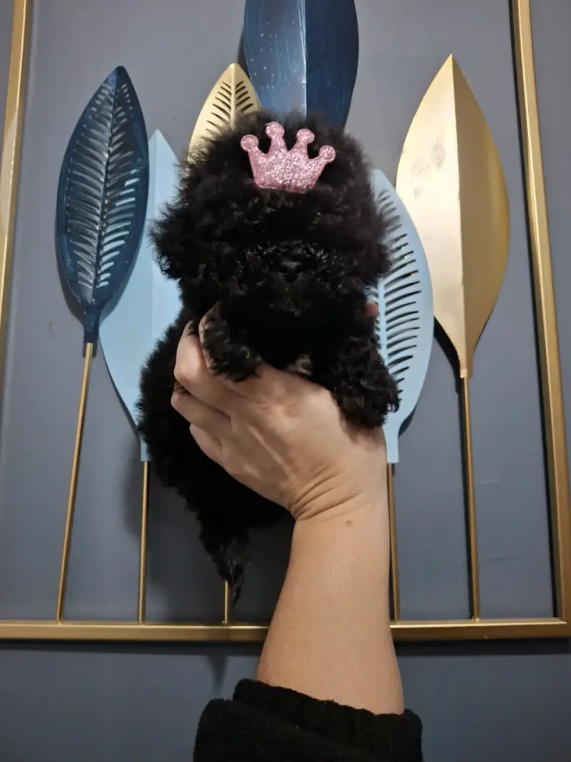 Cachorrita poodle micro toys - 2