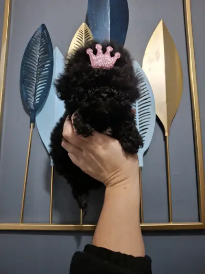 Cachorrita poodle micro toys - miniatura 2