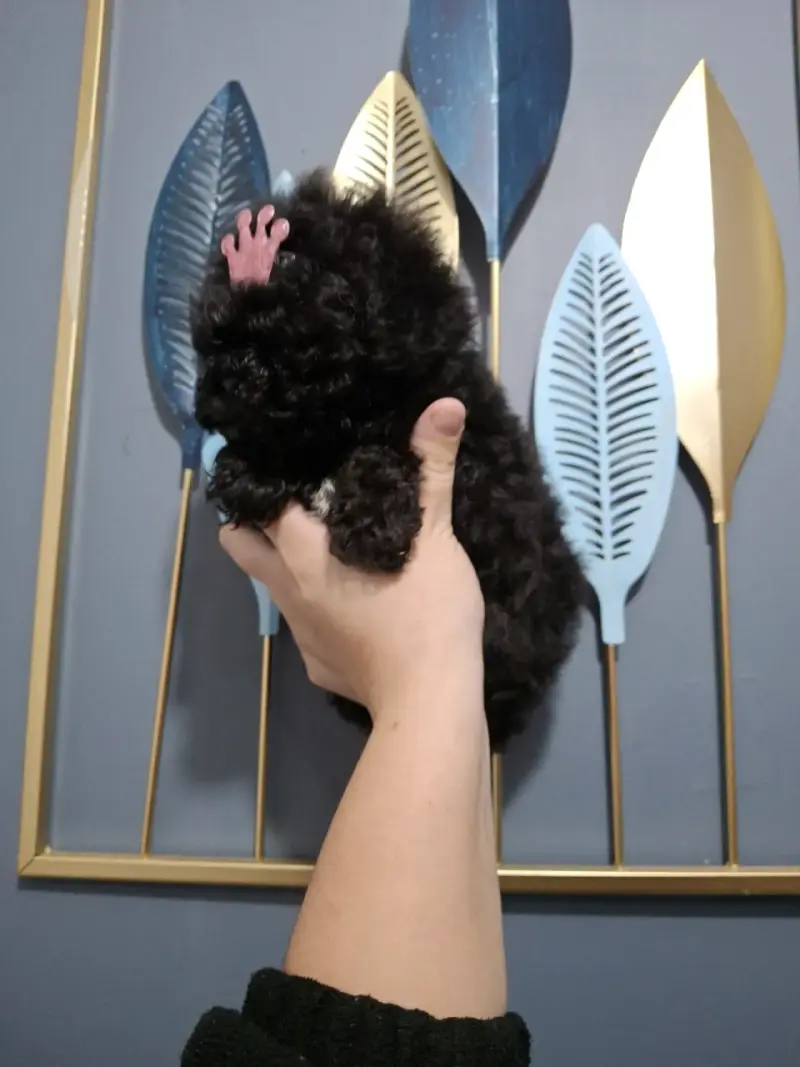 Cachorrita poodle micro toys - 3