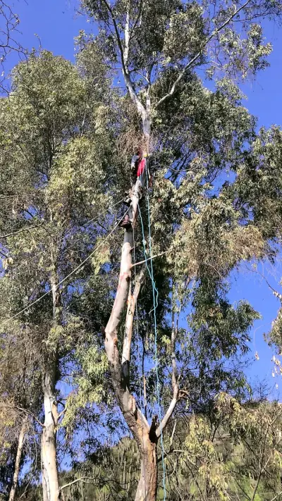 Profesional a cargo de PODA TALA 24/7 URGENCIAS - miniatura 2