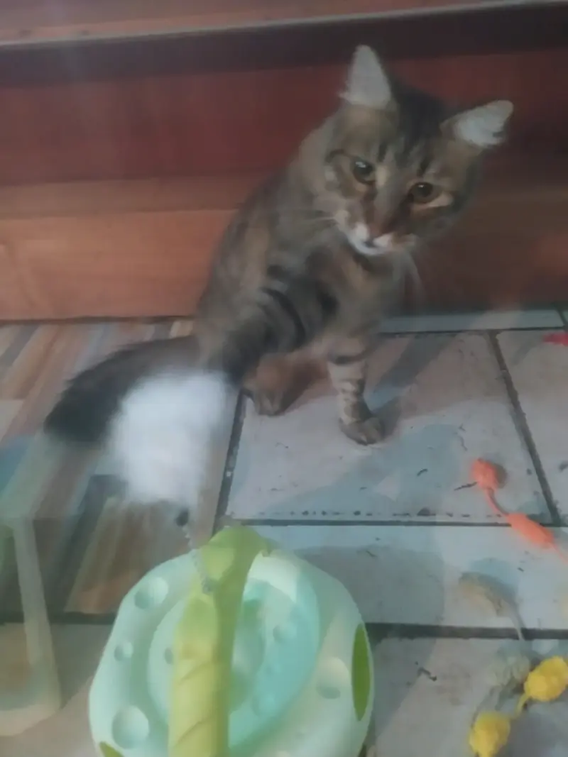 Juguete interactivo para gatos con pluma y pelota - 1