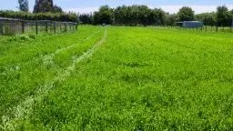 Parcela de 5000 m2 en Los Ángeles con acceso a luz - 3