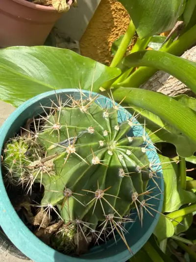 Cactus en maceta verde para decoración - miniatura 1