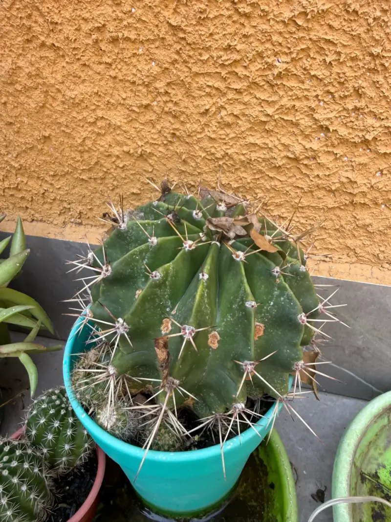 Cactus en maceta verde para decoración - 2