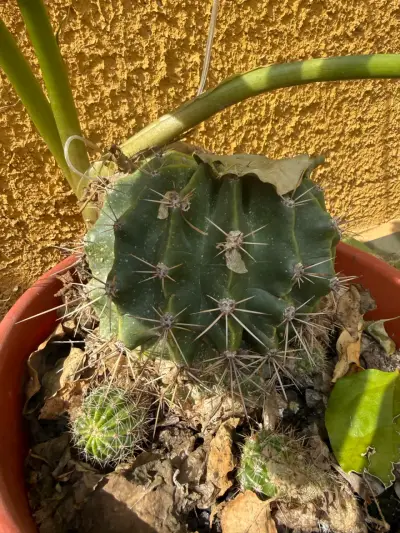 Cactus en maceta verde para decoración - miniatura 3