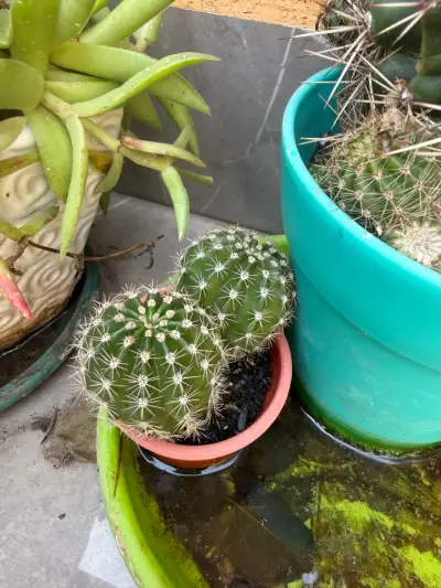 Cactus en maceta verde para decoración - miniatura 5