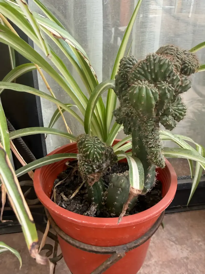 Cactus cerebro