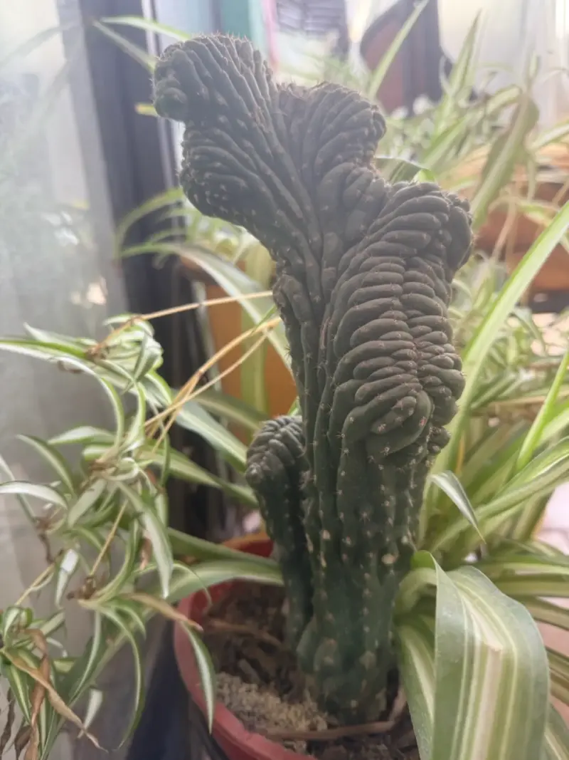 Cactus Cerebro en Maceta Decorativa