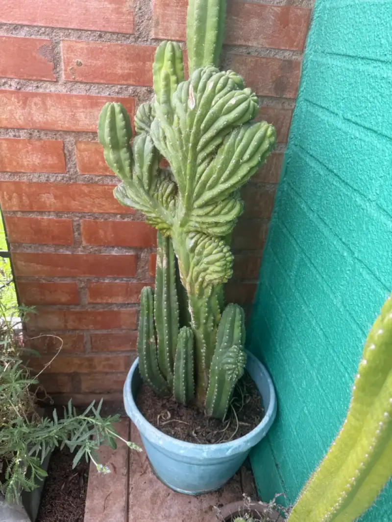 Cactus cerebro en maceta grande para decoración - 1