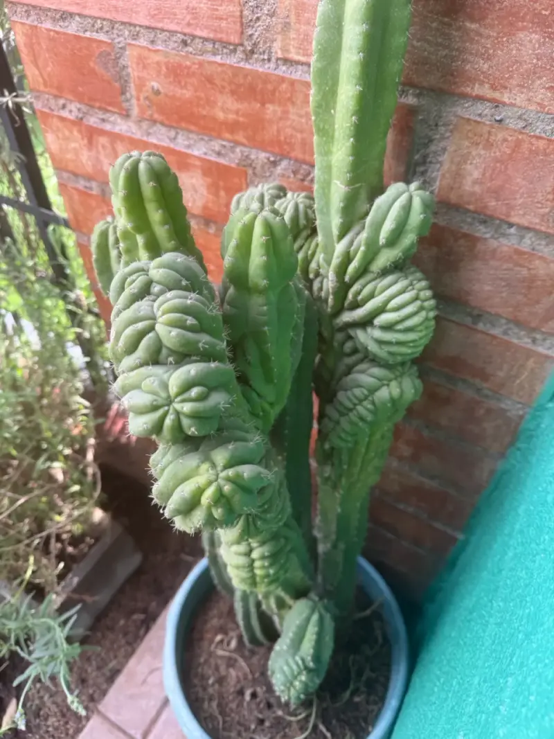 Cactus cerebro en maceta grande para decoración - 2