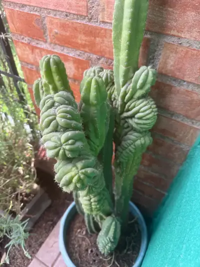 Cactus cerebro en maceta grande para decoración - miniatura 2
