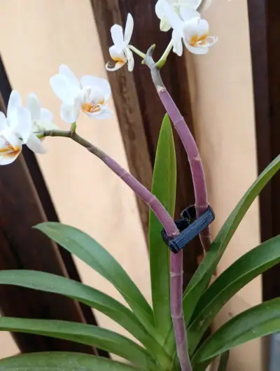 Clips de Soporte para Plantas de Jardín - miniatura 2