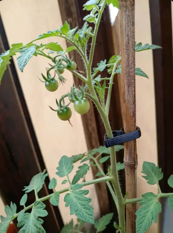 Clips de Soporte para Plantas de Jardín - 3