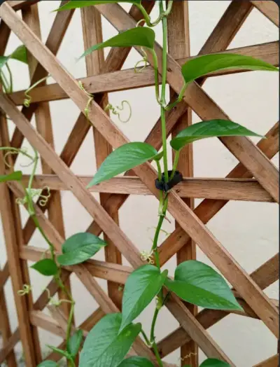 Clips de Soporte para Plantas de Jardín - miniatura 4