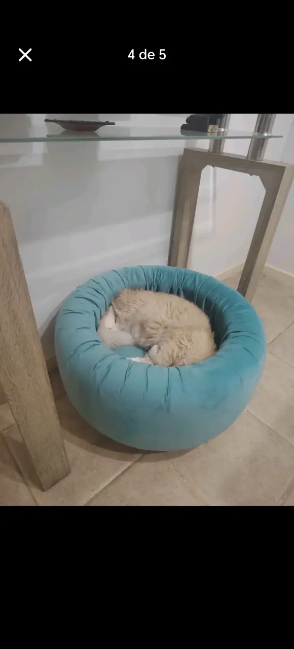Cama para gato redonda azul - 2