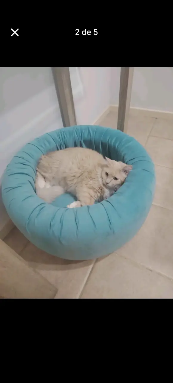 Cama para gato redonda azul - 4