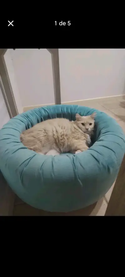 Cama para gato redonda azul - miniatura 5