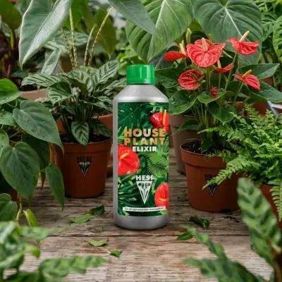 Fertilizante Líquido Hesi House Plant Elixir 500ml - miniatura 2