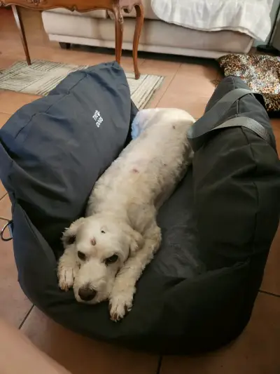 Cama de Auto TheDogs para Perro (M) - miniatura 1