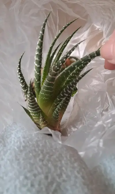 Planta suculenta bote y suculenta cebra - miniatura 1